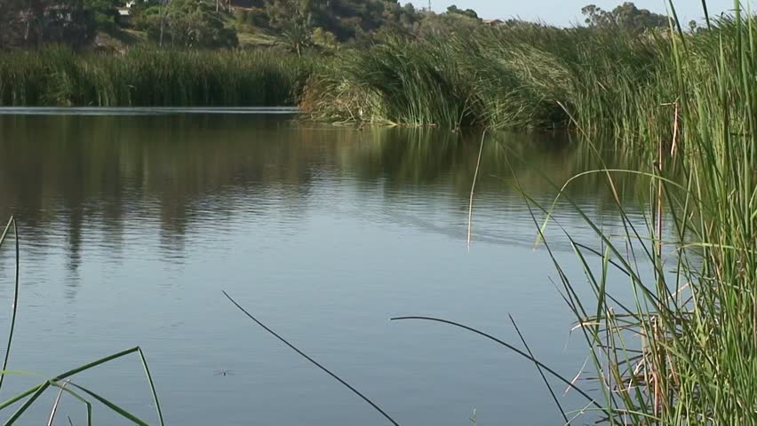 Wildlife preserve in Carlsbad, California