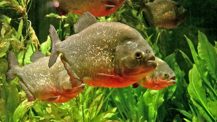 Video of Piranha fish close up in tropical water. Brightly colored with great contrast and detail. Aggressive fish with appetite for meat and flesh. 
