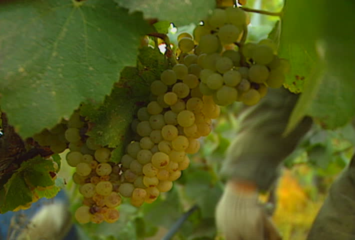 Picking grapes from the vine, in the vineyard.