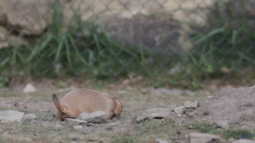HD footage of a restless black tailed prairie dog 