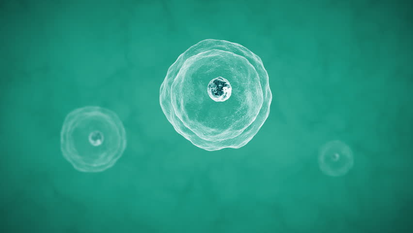 Cell division