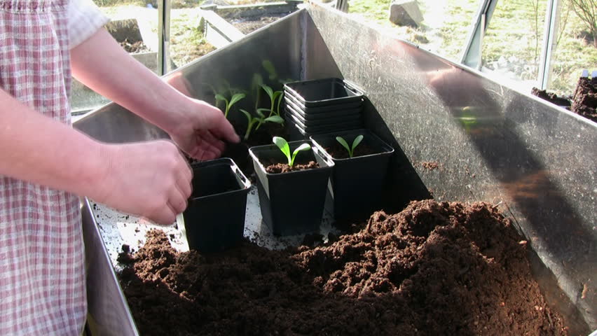 New soil for plants