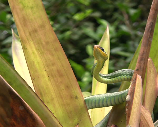 Cloudforest whipsnake (Chironius monticola) 
