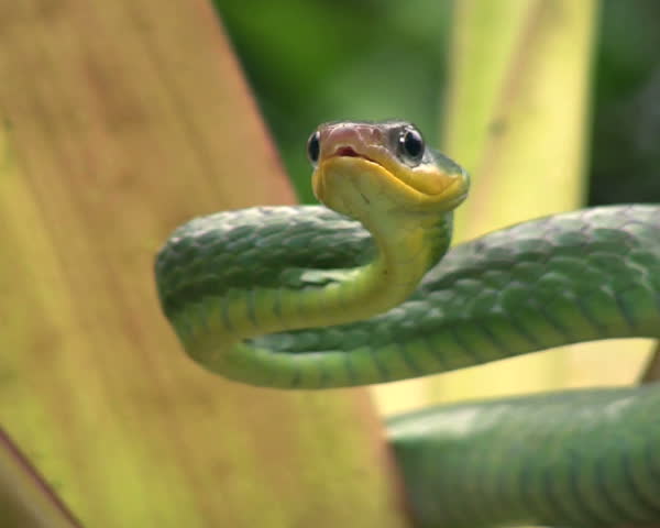 Cloudforest whipsnake (Chironius monticola) 