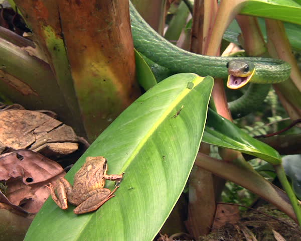 Cloudforest whipsnake (Chironius monticola) preparing to eat a frog