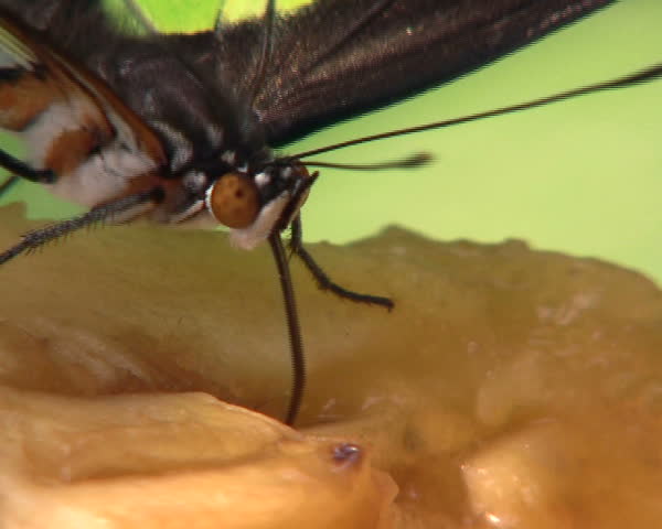 Green Heliconid (Phylaethria dido) feeding on rotting fruit