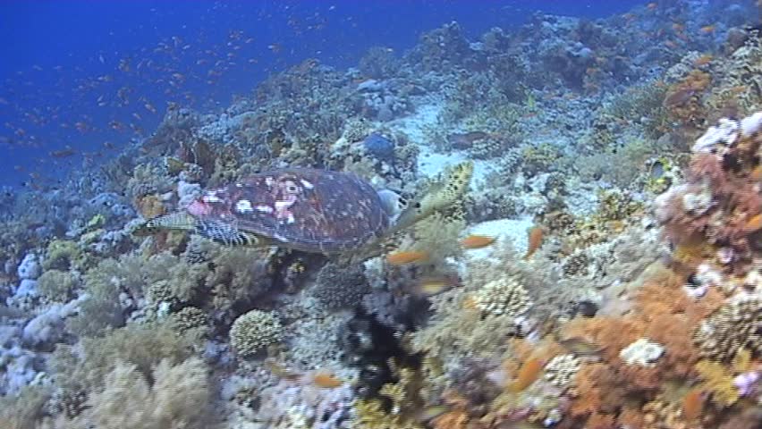 An adult male Hawksbill turtle (eretmochelys imbricata) swimming over a coral reef, Endangered. Red Sea, Egypt.