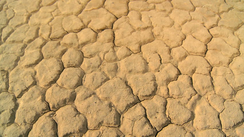 Concept shot of green tree growing in barren arid wilderness in close-up