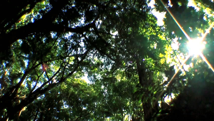 Point-of-view fish eye driving  through tropical rain forest trees