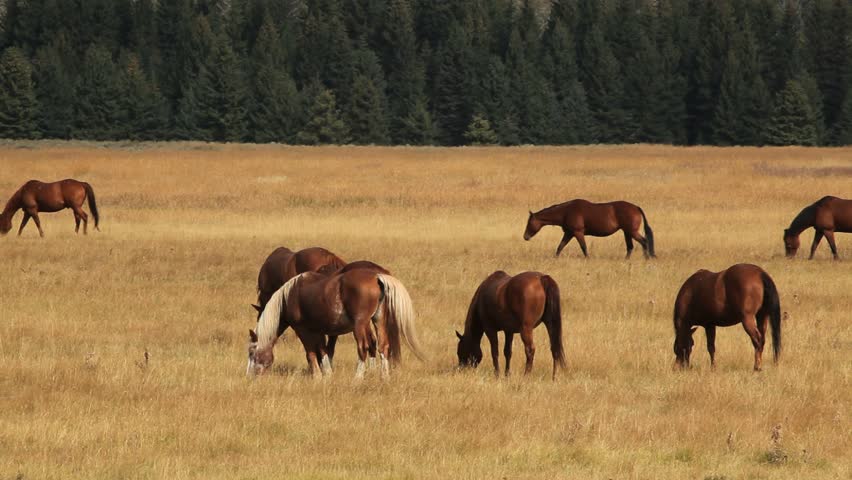 Herd of Horses with Mountain Range in Wyoming