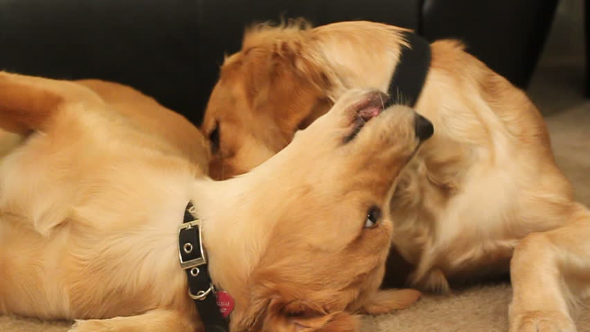 two golden retrievers playing, fighting, biting each other's collar HD