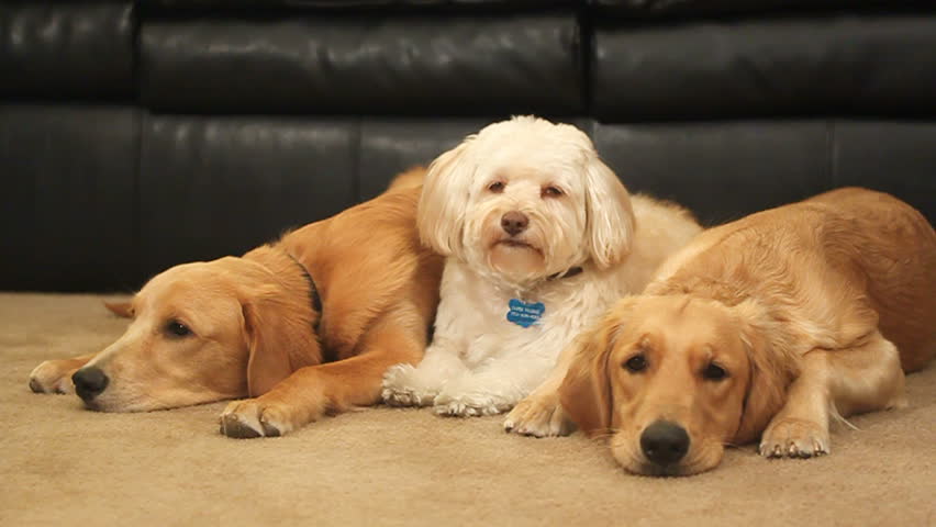two golden retrievers and a white tibetan terrier sit calmly on a carpet floor HD