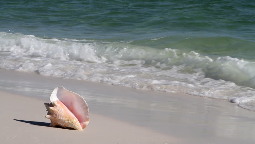 Queen conch shell sits on a sandy beach with waves lapping at its base. It is a favorite among seashell collectors and as a food in conch chowder.