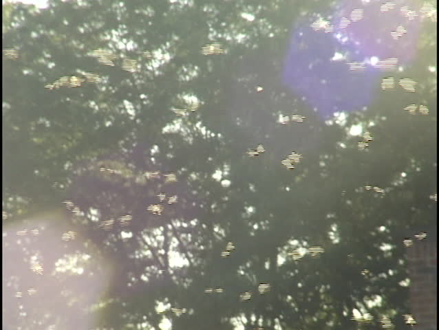 Swarm of Bugs