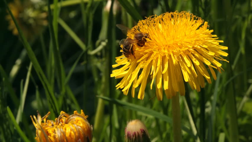 Working bee collecting pollen from a dandelion  