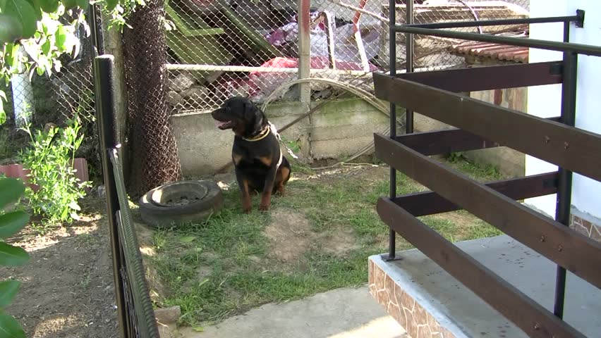 Barking dog in the backyard