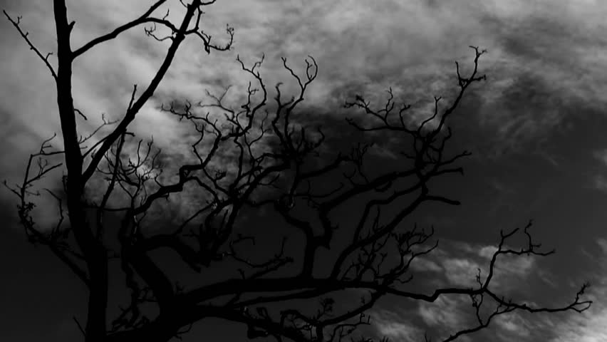 Time lapse clouds flowing over a leafless tree