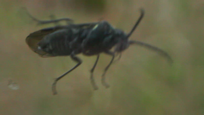 Extreme telemacro of a bug 