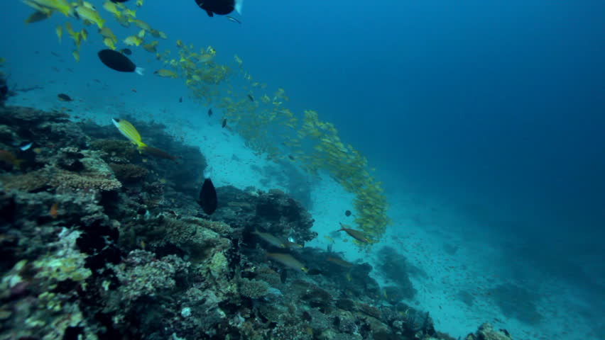 three divers over coral reef 