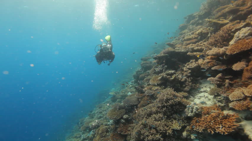 female diver along coral reef