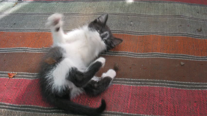 Cute kitten