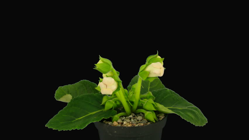 Time-lapse of white gloxinia flower opening 4 with alpha matte 