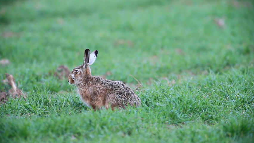 european hare