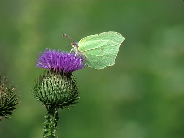 The cabbage white butterfly on a flower