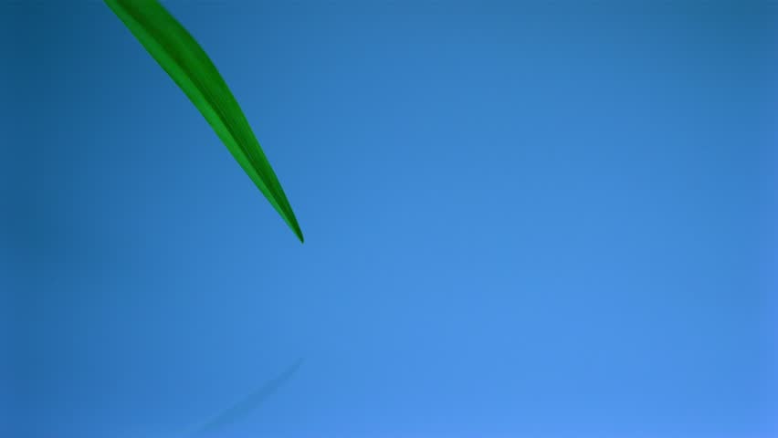 water dripping from leaf shooting with high speed camera, phantom gold.
