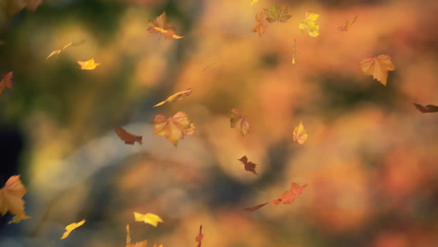 falling leaves blowing in the wind 03 - looped and masked