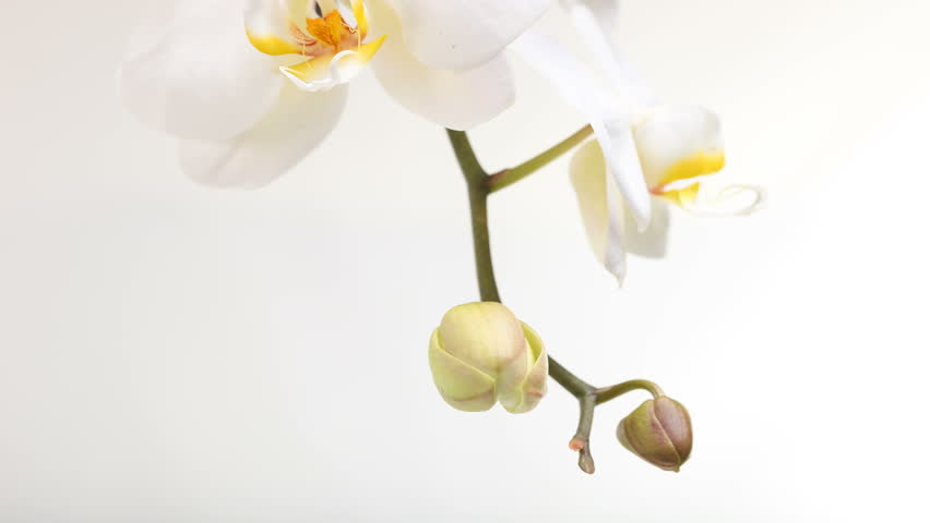 Orchid Flower Blooming on a White Background. Timelapsed