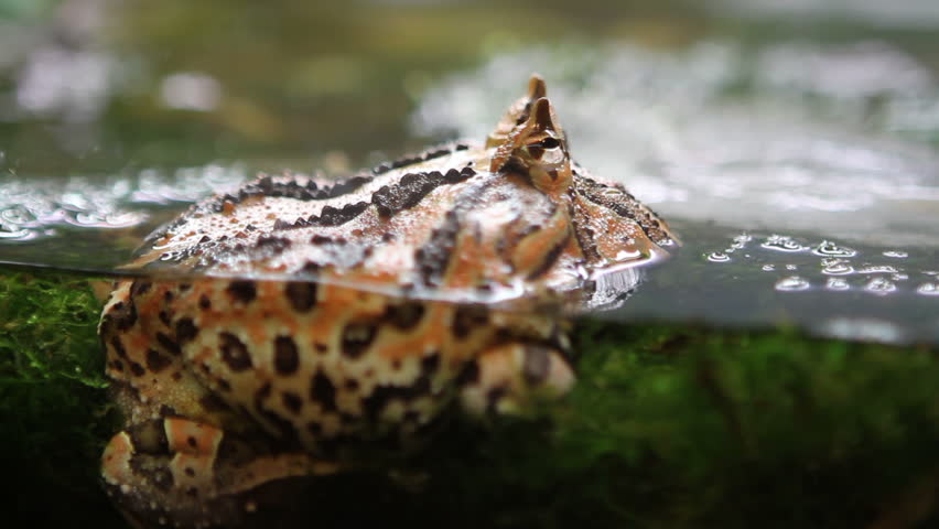 Surinam horned frog (Ceratophrys cornuta) captive in an aquarium is indigenous to the tropical forest in northern South America.