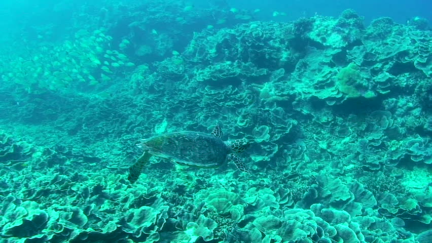 Green sea turtle, the Hawksbill Turtle swimming in Palau, Micronesia