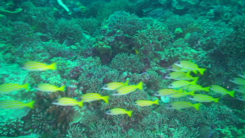 School of yellow fish swimming in Palau, Micronesia