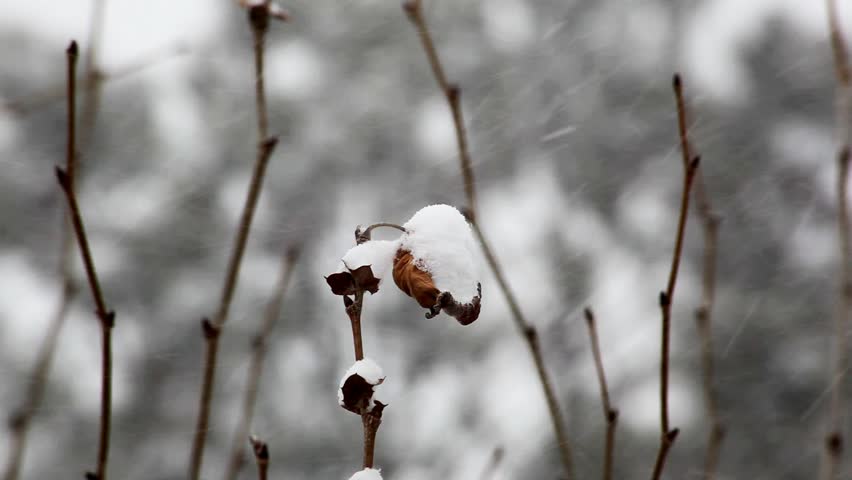 Snow falling with closeup of twigs