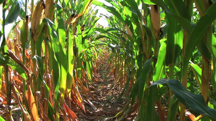 Corn Row Zoom
