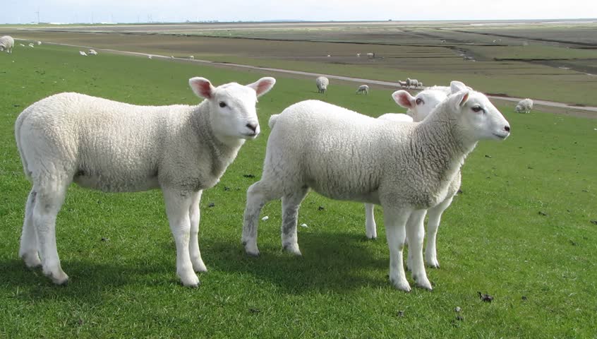 White lambs on green grass