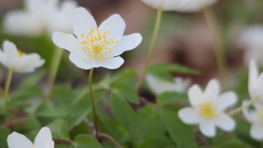 anemones on forest soil