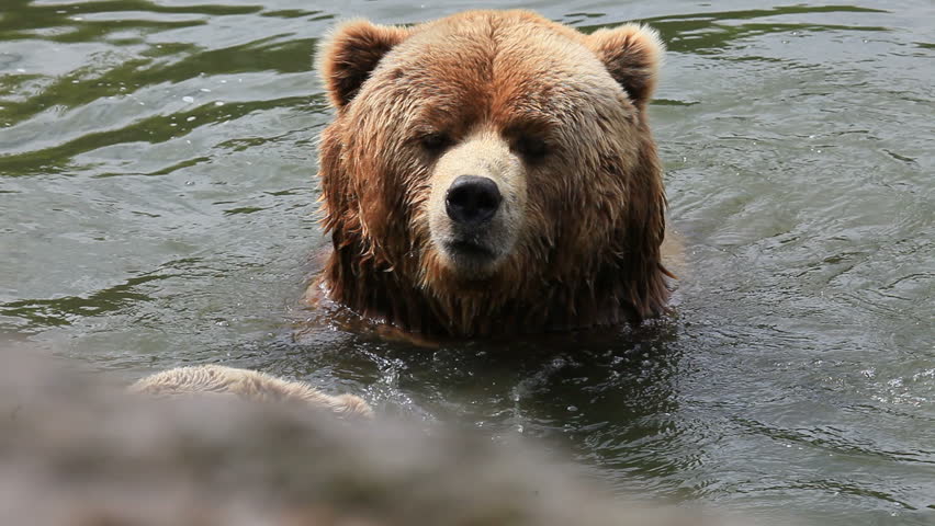 brown bear : A parent  and cub 