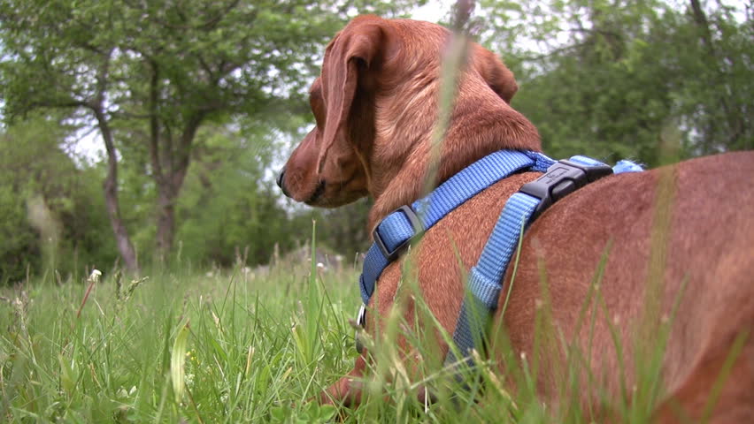 A miniature Dachshund lying down outside, looking around at his surroundings, with a tree in the background.  