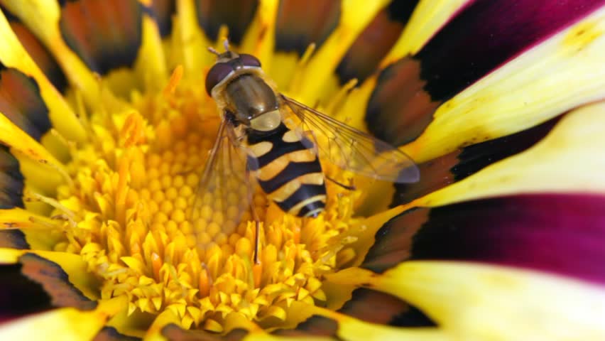close up bee sits in centre of flower with violet-white petals 