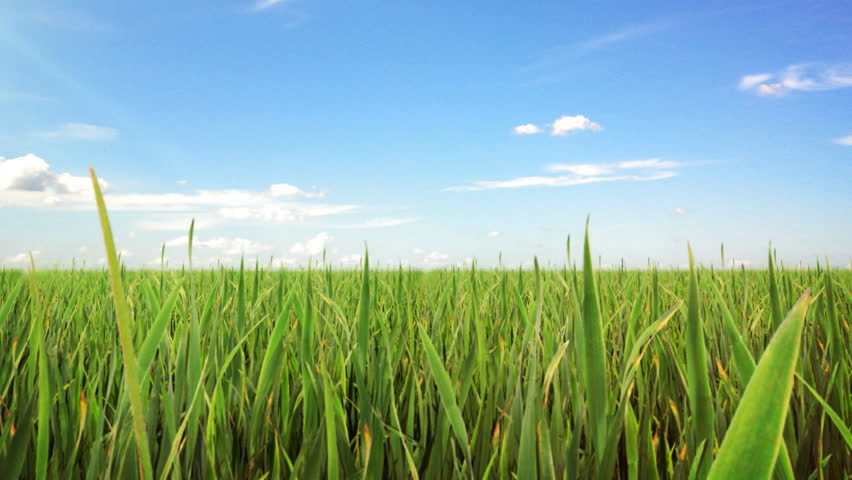 Green field and sky blue with white cloud. Great For Background. Loop