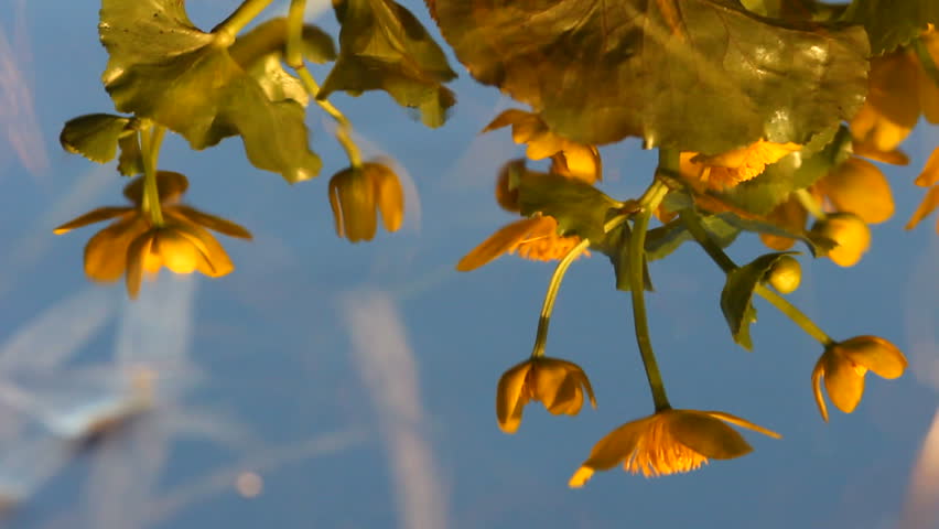 Flowers, reflexion in water