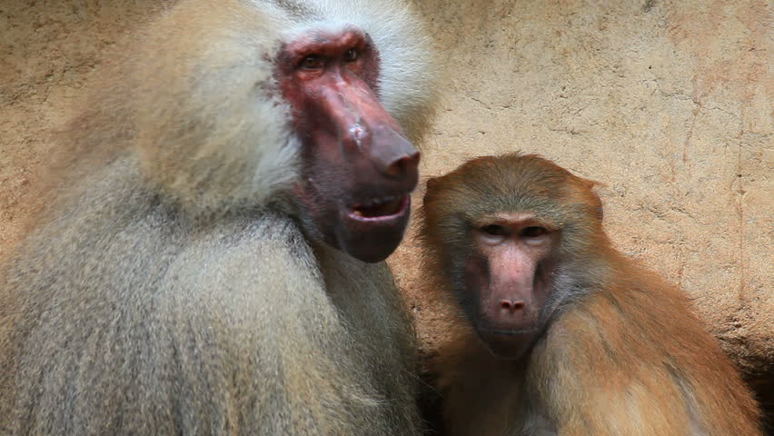 baboon