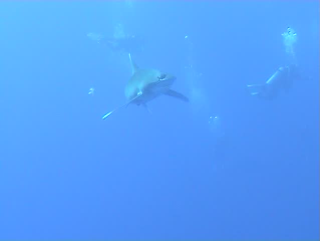 Oceanic whitetip shark in open water