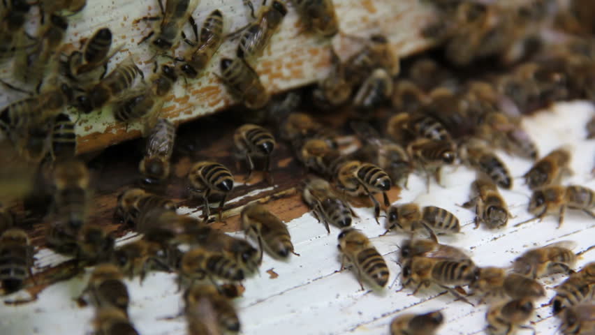 Bees in front of their hive (*more in my portfolio*)