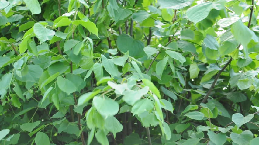 Green tree moving in the wind