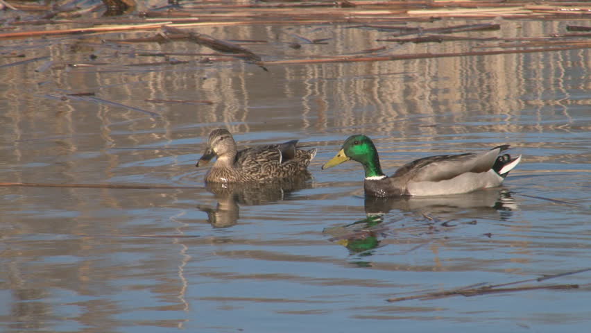 Male and female Mallard ducks swimming in pond