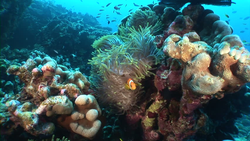 Clownfish in yellow anemone