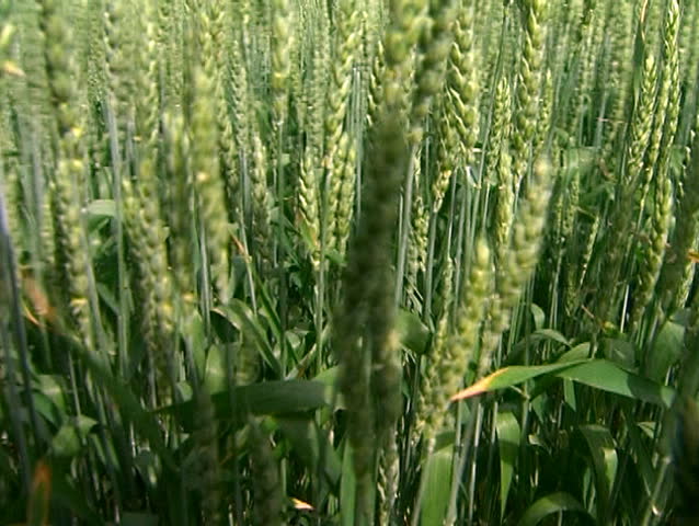 Green wheat ears in the wind at the wheat field